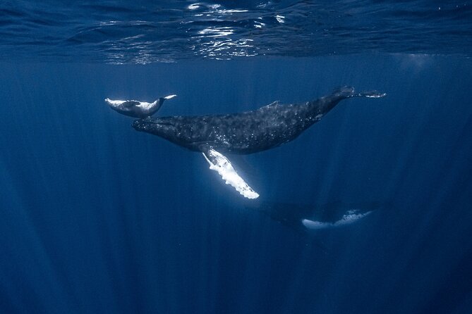Whale Watching Shared Half Day - Fitness, swimming, and comfort considerations