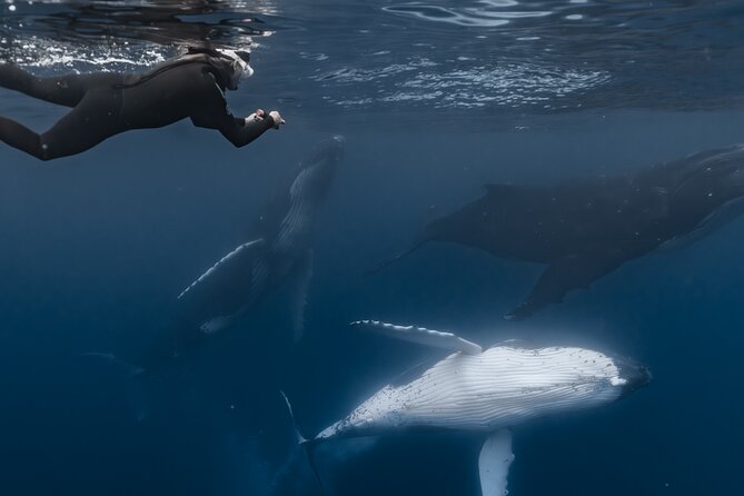 Whale Watching Shared Half Day - When this experience makes the most sense