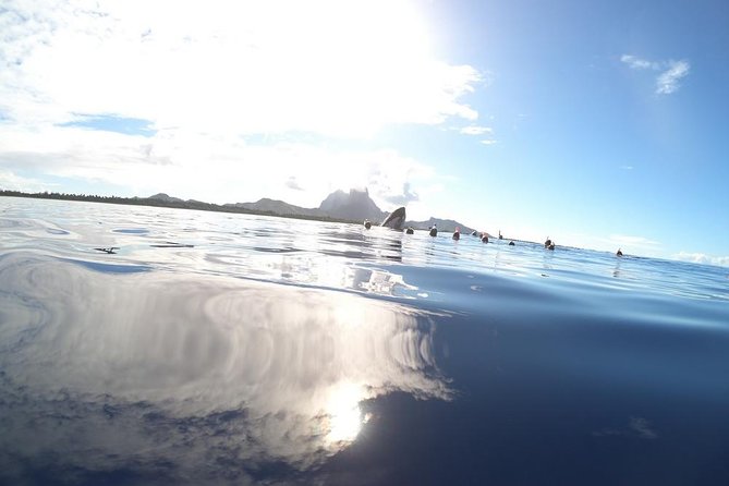 Whale Watching Tours in Bora Bora - Swimming ability is not a minor detail