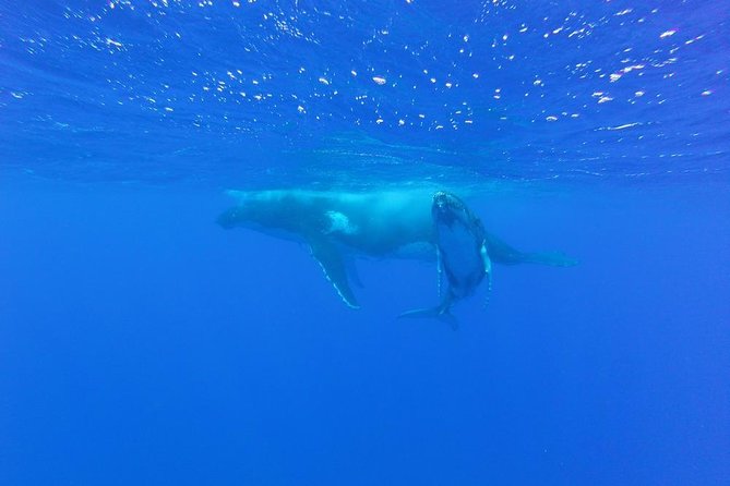 Whale Watching Tours in Bora Bora - A small boat, a serious purpose